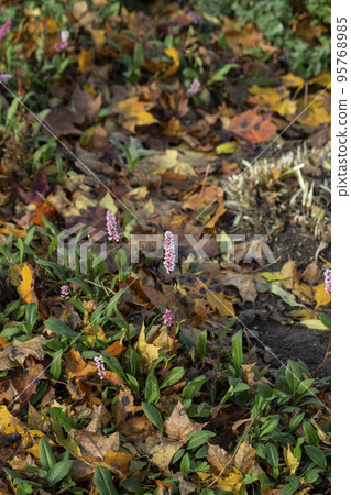 Autumn background with dry oak leaves. Vertical frame. High quality photo 95768985