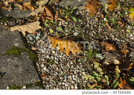 Autumn background with dry oak leaves. High quality photo Autumn background with dry oak leaves. High quality photo 95768986