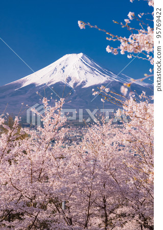"Yamanashi Prefecture" Mt. Fuji and cherry blossoms, Arakurayama Sengen Park in spring 95769422