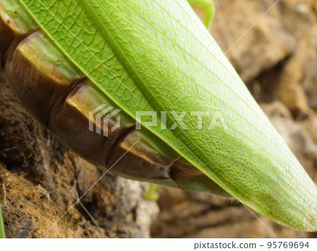 大腹螳螂的腹部特寫 95769694