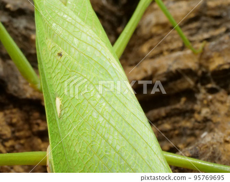 大腹螳螂翅膀的特寫 95769695
