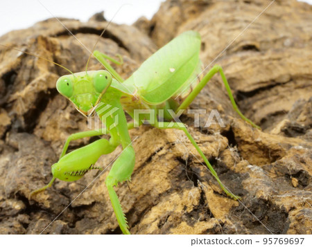green bellied praying mantis 95769697