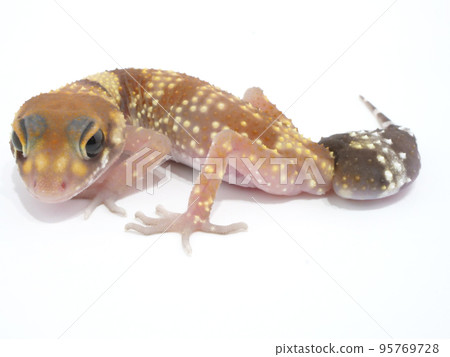 安德伍德·薩魯斯·米莉 安德伍德·薩魯斯·米莉 95769728