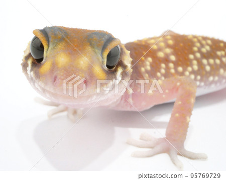 Underwoodysaurus Millie with big black eyes 95769729