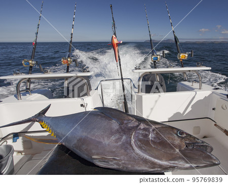 Fish yellowfin tuna on the background of sea water on board  high-speed boat. 95769839