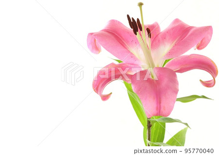 Large lilies, oriental hybrids, pink flowers, bright background Large lilies, oriental hybrids, pink flowers, bright background 95770040