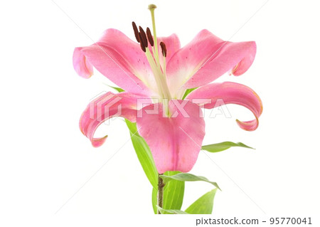 Large lilies, oriental hybrids, pink flowers, bright background Large lilies, oriental hybrids, pink flowers, bright background 95770041