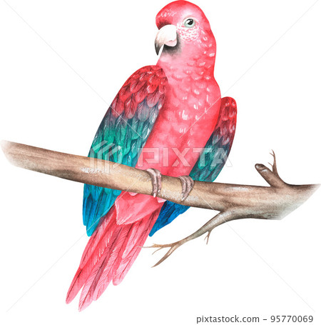 Red parrot on a branch. Ara chloroptera. Watercolor vector illustration. Red parrot on a branch. Ara chloroptera. Watercolor vector illustration. 95770069
