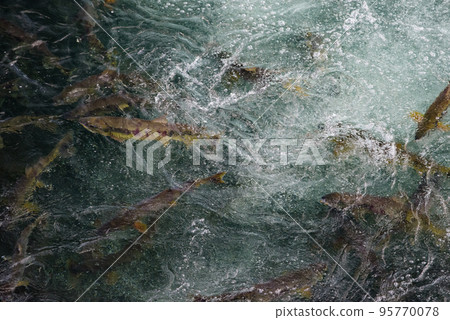 沿著千歲川流淌的鮭魚群 95770078