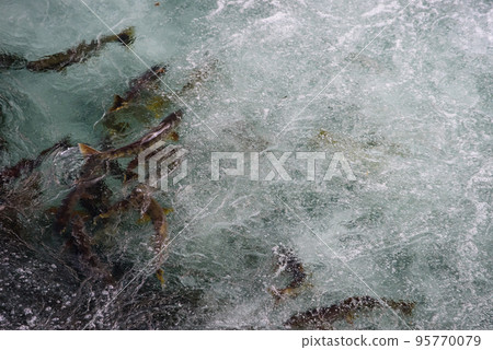 沿著千歲川流淌的鮭魚群 95770079