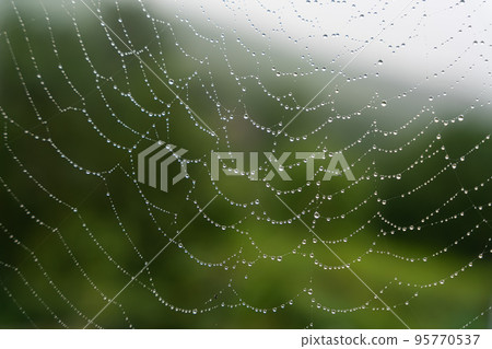 Beautiful natural background with a necklace of water drops on a cobweb in the grass in spring summer. The texture of the dew drops on the web in nature macro macro with soft focus. 95770537