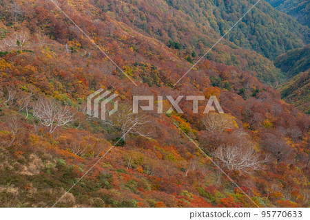 三片岩岐阜縣的紅葉 三片岩岐阜縣的紅葉 95770633