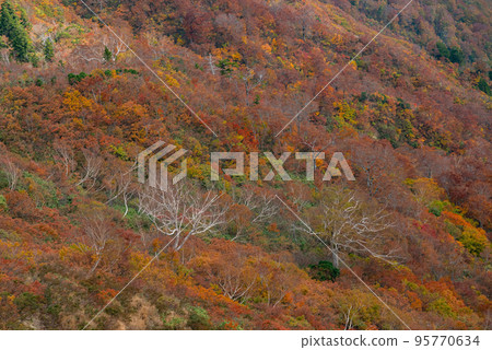 三片岩岐阜縣的紅葉 95770634