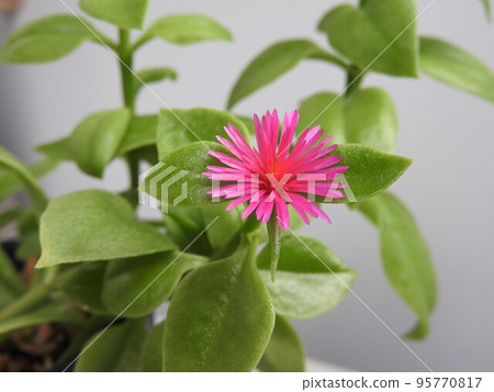 嬰兒太陽玫瑰花 95770817