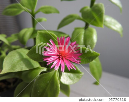 嬰兒太陽玫瑰花 95770818