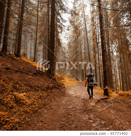 Tourist hike with large backpacks in the Carpathians. Autumn landscape in the forest. Tourist hike with large backpacks in the Carpathians. Autumn landscape in the forest. 95771402