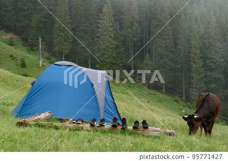 Cows graze in the meadow near the tent, fog in the mountains after the rain. 95771427