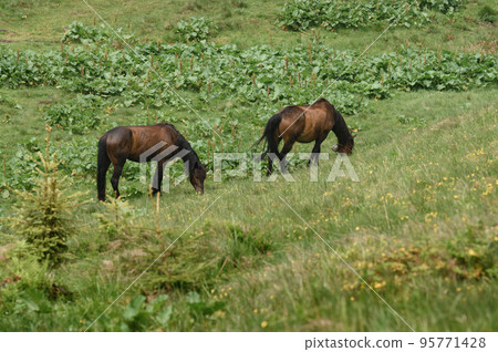 Domesticated mountain horses on farms in the mountains. 95771428