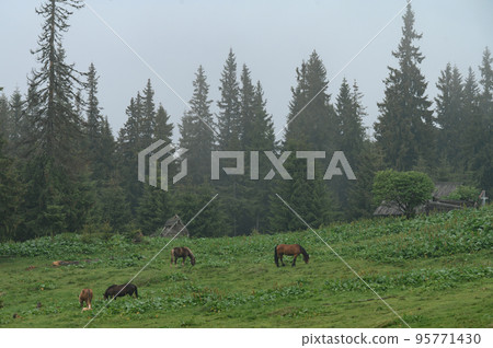 Domesticated mountain horses on farms in the mountains. 95771430