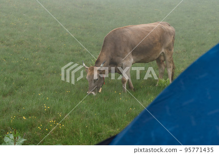 Cows graze in the meadow near the tent, fog in the mountains after the rain. Cows graze in the meadow near the tent, fog in the mountains after the rain. 95771435
