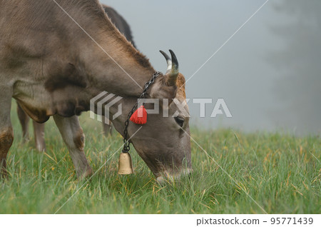 Cows with bells around their necks graze on Ukrainian fields and mountains. 95771439