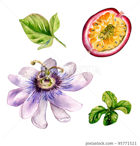 Set of passion fruit and flower watercolor illustration isolated on white. Set of passion fruit and flower watercolor illustration isolated on white. 95771521