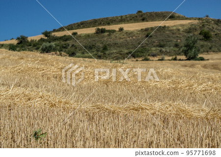 Wheat harvest field 95771698