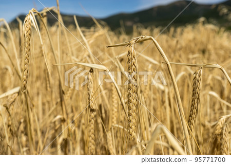 Wheat harvest field 95771700