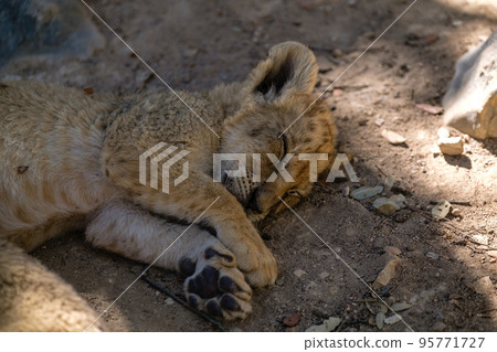 lion cubs cuddling 95771727