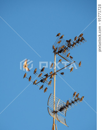 Thousands of starling birds in the sky, telephone poles, 95771728