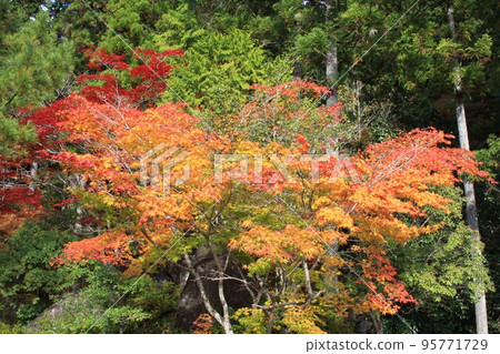 Autumn leaves season 95771729