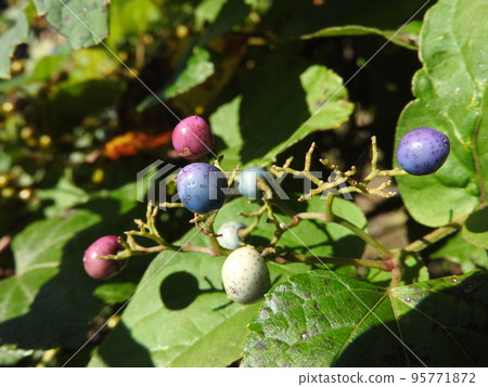 Fruit of nobudo 95771872