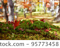 Autumn leaves fallen leaves 95773458