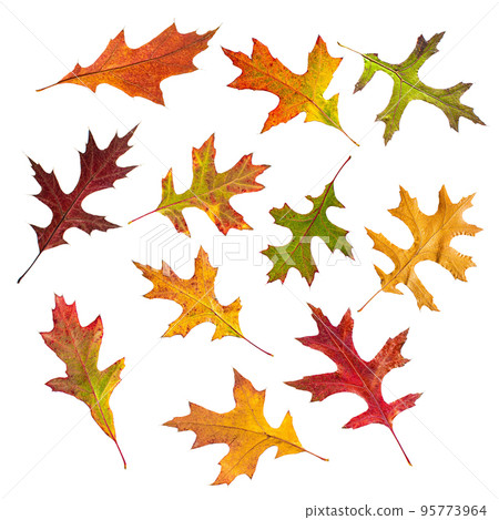 set of autumn leaves of red oak isolated on white background. 95773964