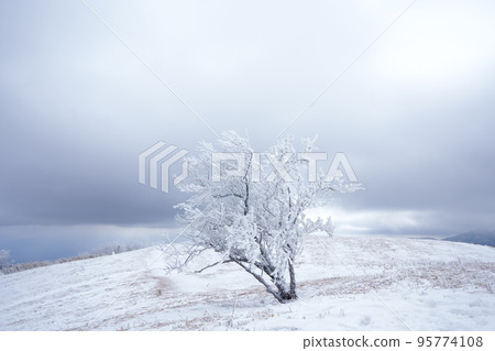 winter trees covered in snow 95774108