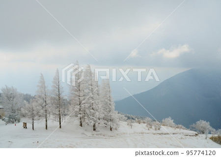 Mt. Katsuragi Metasequoia frost-covered trees 95774120