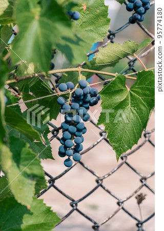 Blue Ripe Grapes on Vine Blue Ripe Grapes on Vine 95774180