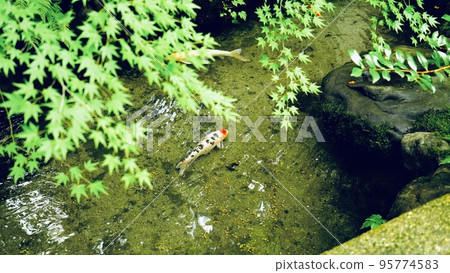 京都Rurikoin優雅花園中的鯉魚 95774583
