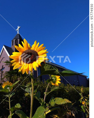 Saitama Prefecture, Fukaya City, St. Jesus Church, Seisen Church and out-of-season sunflowers Saitama Prefecture, Fukaya City, St. Jesus Church, Seisen Church and out-of-season sunflowers 95774930