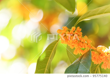 Osmanthus flowers that bloom in the shade Nagoya City, Aichi Prefecture Osmanthus flowers that bloom in the shade Nagoya City, Aichi Prefecture 95775140