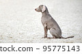 Weimaraner dog on white sand. Beautiful thoroughbred hunting Dog portrait outdoors close up. The cable sits in profile. No people. Summer day 95775143