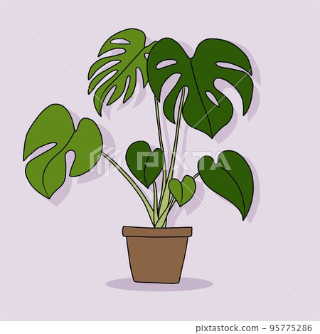 Simplicity monstera plant freehand drawing flat... - Stock Illustration  [95775286] - PIXTA
