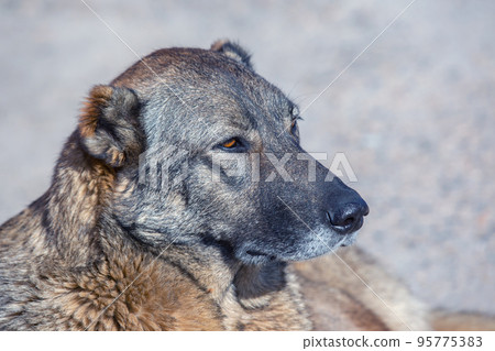 street dog shepherd close-up. mammals and fauna 95775383