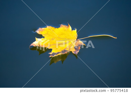 autumn leaf lies on the water of the lake. seasons of nature 95775418