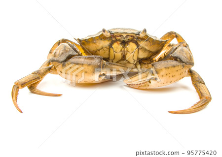 Yellow sea crab on a white background. Yellow sea crab on a white background. 95775420