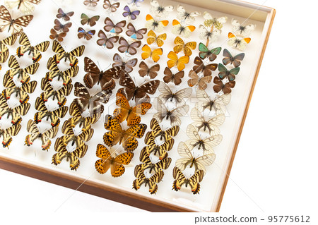 Butterfly Specimen Box (Gifu Butterfly, Oichimonji, Female Grow Fritillary, Porcupineus, etc.) Butterfly Specimen Box (Gifu Butterfly, Oichimonji, Female Grow Fritillary, Porcupineus, etc.) 95775612