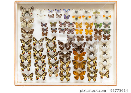 Butterfly Specimen Box (Gifu Butterfly, Oichimonji, Female Grow Fritillary, Porcupineus, etc.) Butterfly Specimen Box (Gifu Butterfly, Oichimonji, Female Grow Fritillary, Porcupineus, etc.) 95775614