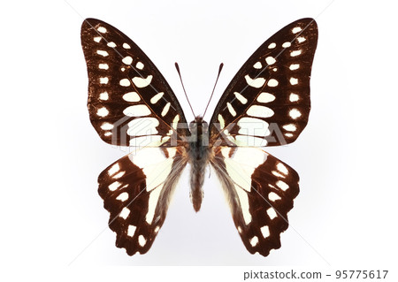 Butterfly Specimen, Mikadoageha 95775617