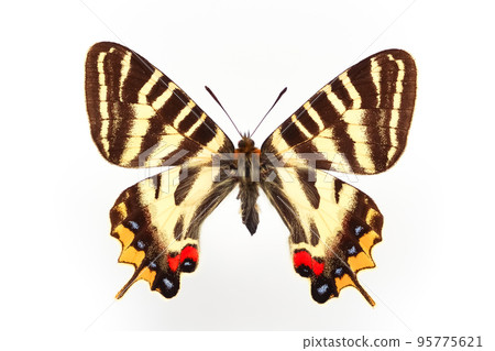 蝴蝶標本，岐阜蝴蝶 95775621