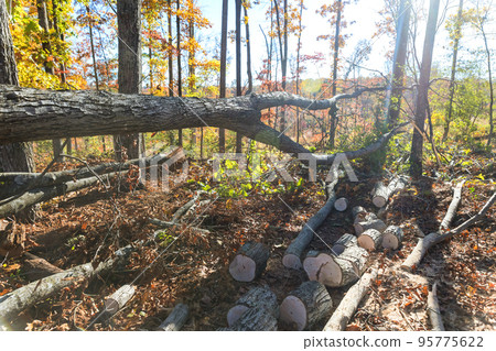 Trees that fell after the tornado in autumn park 95775622